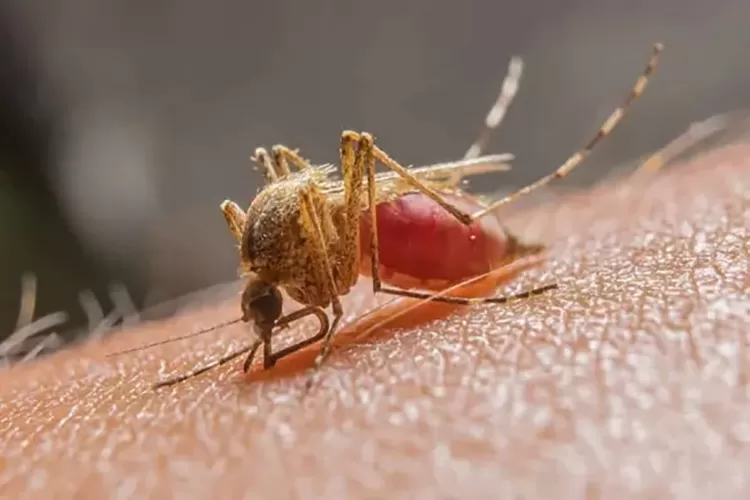 Dois casos de malária são diagnosticados no município de Juazeiro