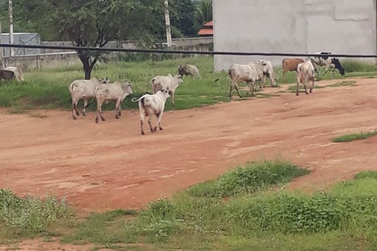 Superintendência de Trânsito recolhe 18 bovinos soltos no perímetro urbano de Guanambi