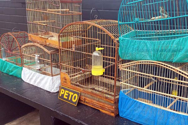 Aves silvestres são apreendidas pela PM e libertadas na Serra das Éguas em Brumado
