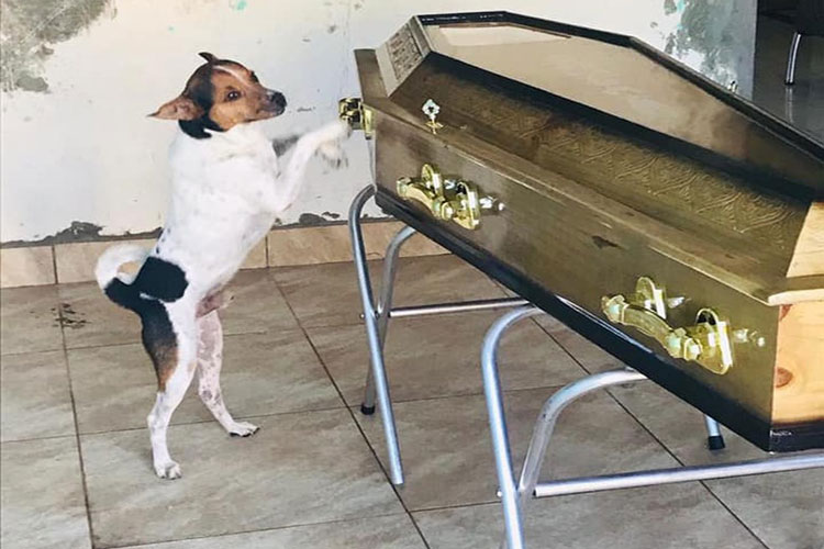 Cachorro não sai de perto do caixão da dona durante velório em Camaçari