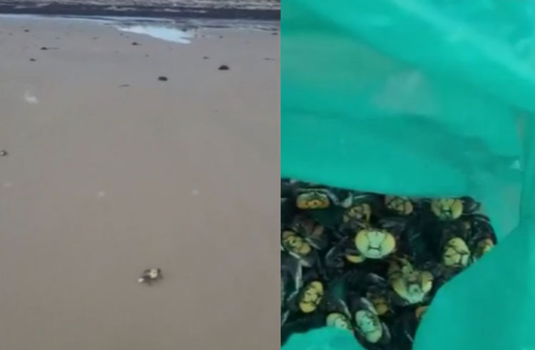 Após chuvas, caranguejos arrastados por enchentes voltam a aparecer em praia de Ilhéus