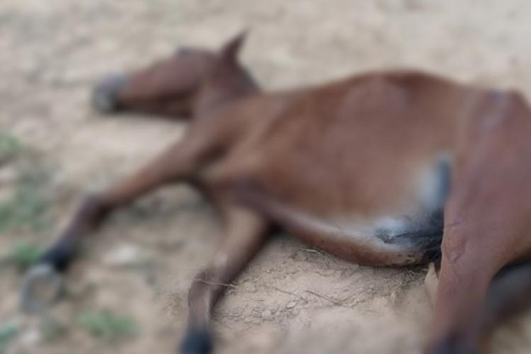 Homem mata cavalo a pauladas na cidade de Livramento de Nossa Senhora