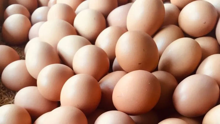 Produção de ovos na Bahia bate novo recorde no 2º trimeste