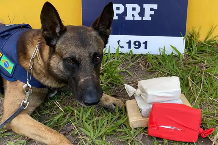 Vitória da Conquista: PRF apreende maconha e crack despachados em ônibus de viagem