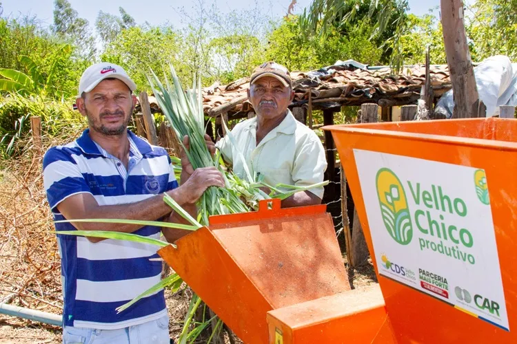 Bovinocultura de leite impulsiona economia de comunidade rural de Bom Jesus da Lapa