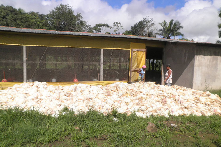 Paralisação dos Caminhoneiros: Sem ração, mais de 50 mil frangos morrem na Bahia
