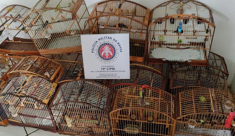 Trio é preso suspeito de manter quase 100 pássaros silvestres em cativeiro ilegal no sudoeste baiano