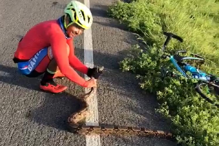 Ciclista salva jiboia de atropelamento na BA-148 em Brumado