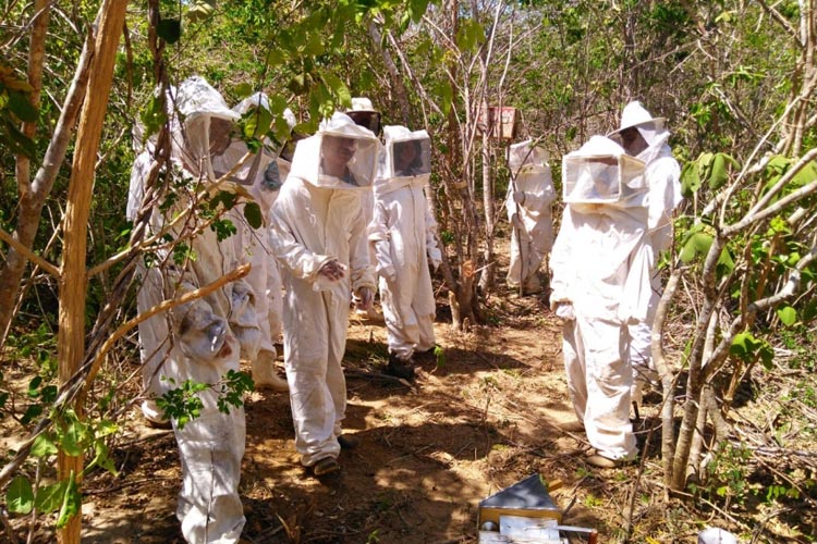 Condeúba: Agricultores familiares participam de capacitação em apicultura