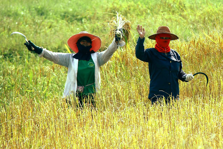 No campo, mulheres ganham 50% menos que homens