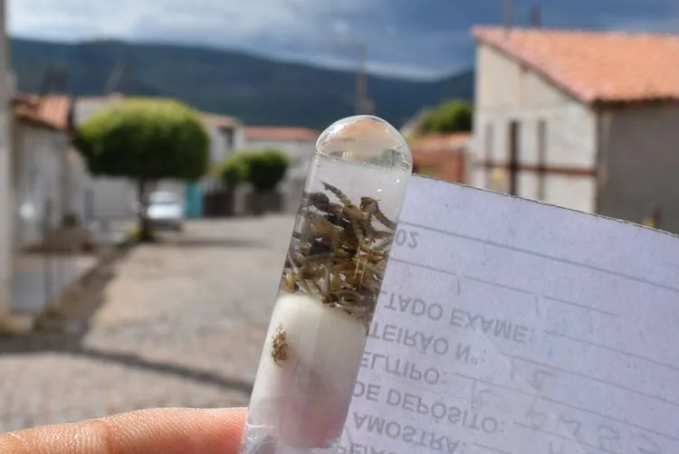 Sesab confirma mortes por dengue em Guanambi e Palmas de Monte Alto