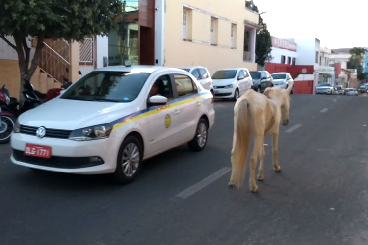 Brumado ainda longe de solucionar problema de animais soltos nas vias