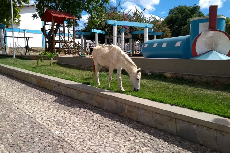 Brumado ainda longe de solucionar problema de animais soltos nas vias