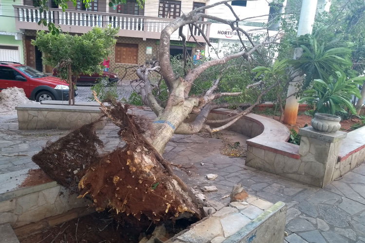 Morador relata momento em que ventania derrubou árvore sobre carro em Brumado