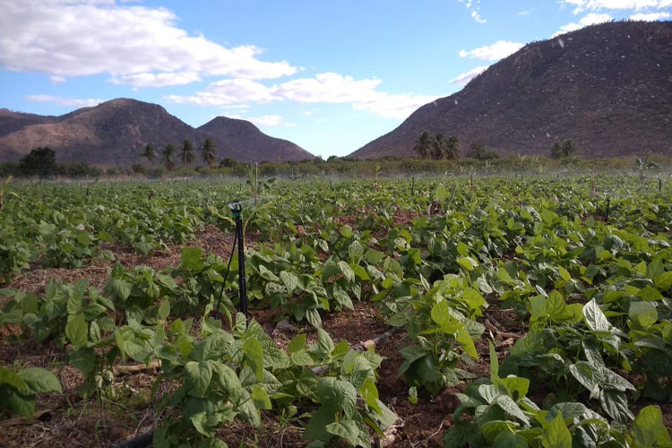 Guanambi: Projeto irrigado de Ceraíma será o celeiro do alto sertão