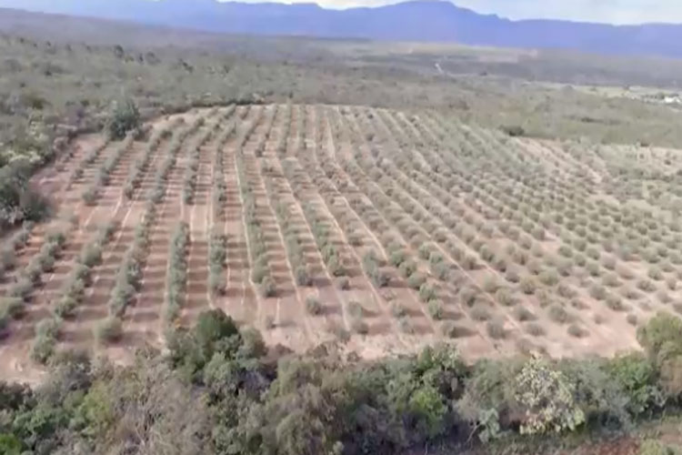 Rio de Contas colhe primeira safra de azeitonas do nordeste