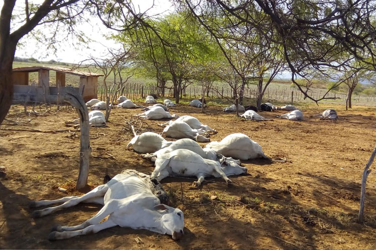 Infecção alimentar é provável causa da morte de parte de um rebanho em Tanhaçu