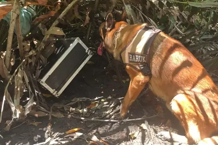 Cão farejador localiza rifle com mira telescópia e silenciador em manguezal de Porto Seguro