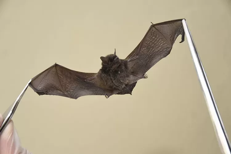 Sesab emite alerta epidemiológico após 9 casos de raiva em morcego