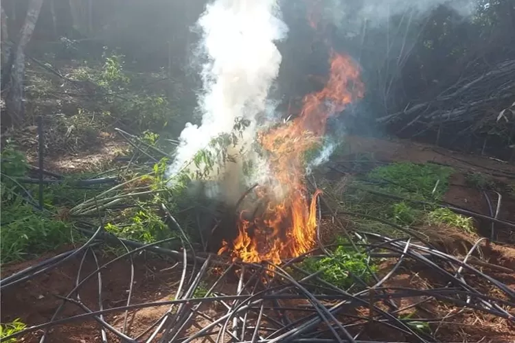 Oito mil pés de maconha são encontrados pela Polícia Militar em Baixa Grande