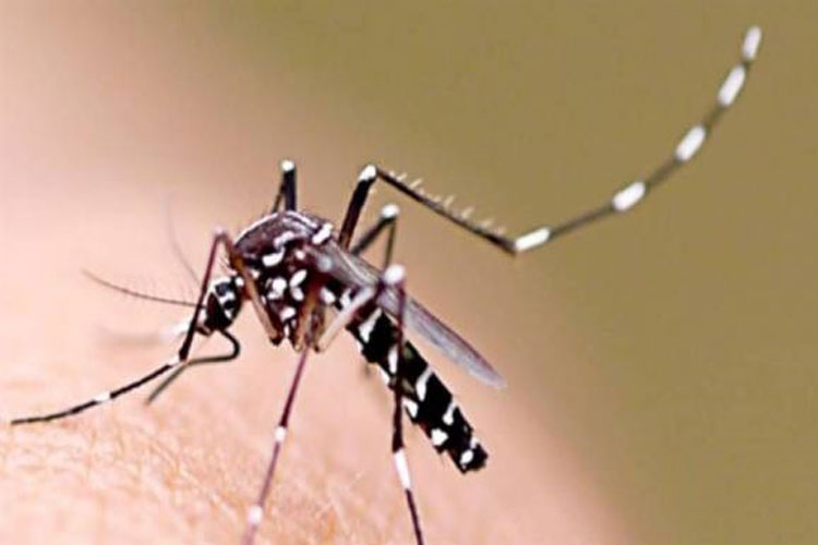 44 mil casos de dengue foram registrados na Bahia no primeiro semestre