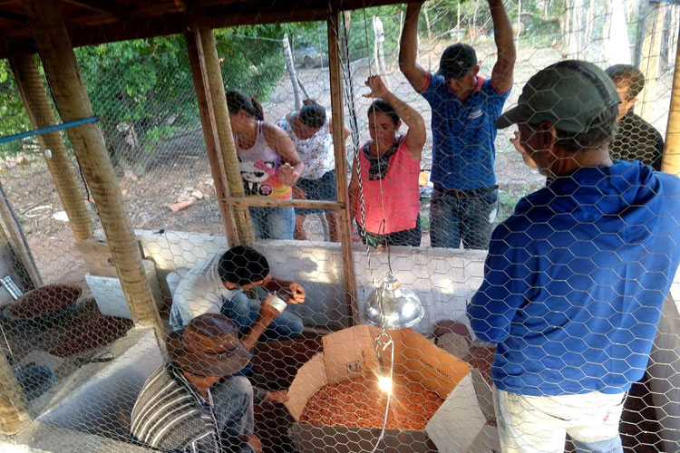 Produção de ovos de galinha caipira traz novas perspectivas em comunidades rurais de Palmas de Monte Alto