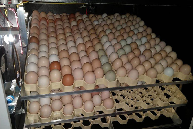 Produção de ovos de galinha caipira traz novas perspectivas em comunidades rurais de Palmas de Monte Alto