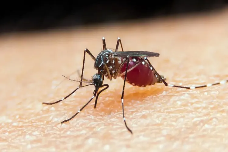 Falta de diagnóstico é obstáculo para eliminação da malária no Brasil
