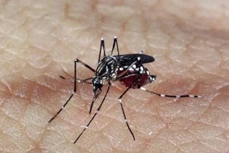 Butantan pede registro de vacina contra chikungunya no Brasil