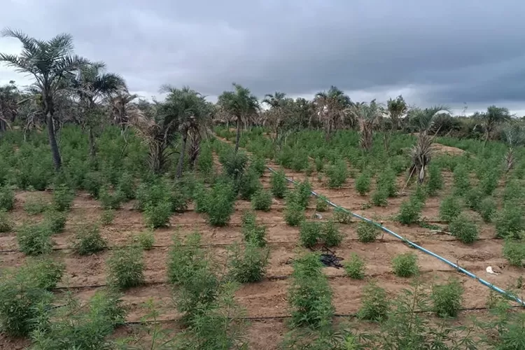 Cerca de 32 mil pés de maconha são destruídos na Chapada Diamantina