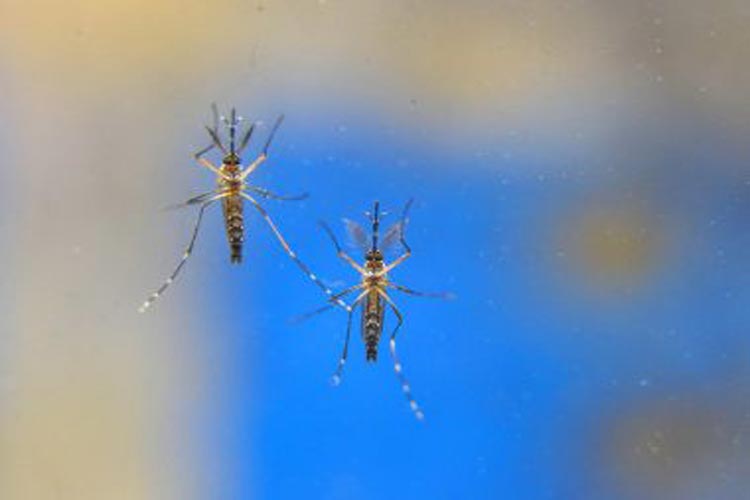 Casos de Chikungunya na Bahia aumentaram 134% em 2019