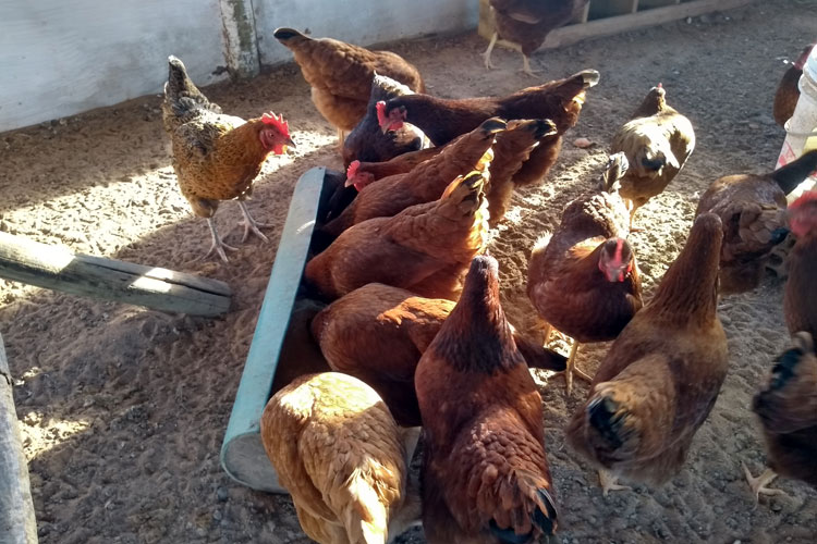 Produção de ovos caipiras fortalece a agricultura familiar nas Cacimbas em Malhada de Pedras