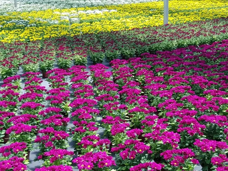 Bahia intensifica produção de flores na primavera