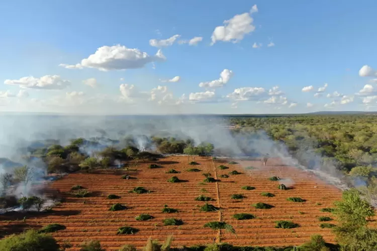 Mais de 36 mil pés de maconha são destruídos na cidade de Campo Formoso