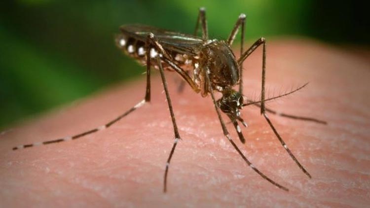 Vitória da Conquista tem mais de 200 casos de dengue em uma semana