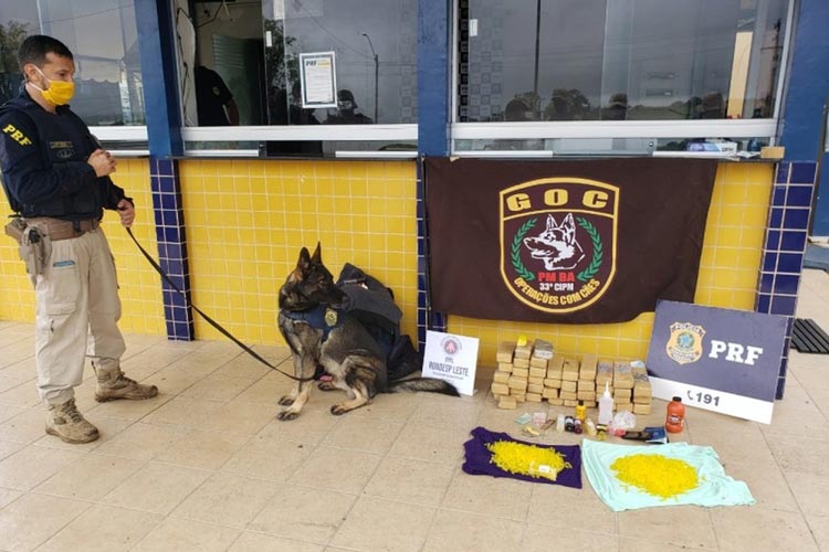 Cães farejadores acham drogas e esmeraldas escondidas em malas na BR-116