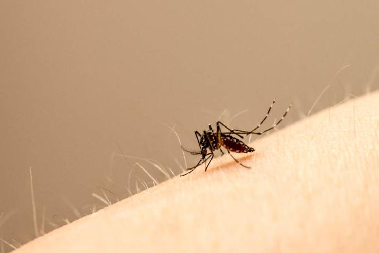 Mudança climática impulsiona doenças como a dengue