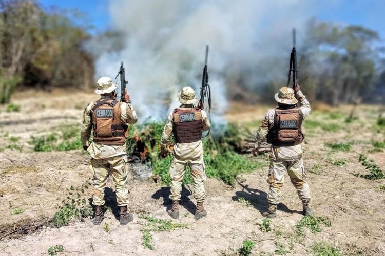 Plantação com 4.5 mil pés de maconha é destruída em Muquém do São Francisco