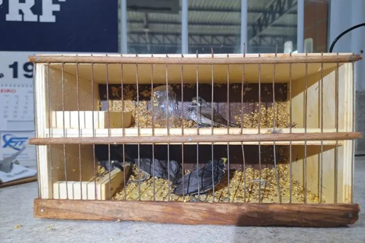 Vitória da Conquista: PRF resgata seis pássaros silvestres e autua homem por crime ambiental