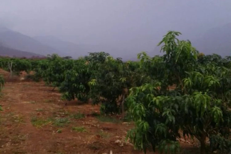 Chuvas intensas beneficiam agricultura na região de Livramento de Nossa Senhora