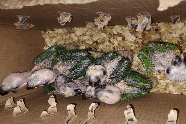 Quarenta e seis aves silvestres são resgatadas pela Cippa em Lençóis