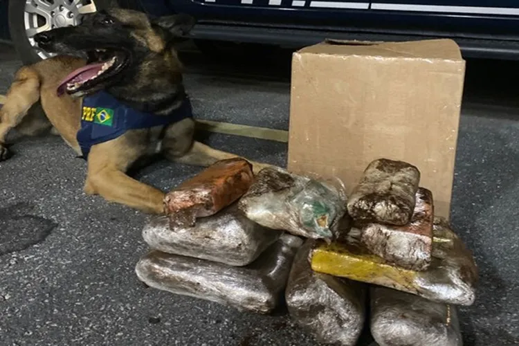 Vitória da Conquista: Cão farejador encontra cocaína, maconha e crack dentro de ônibus