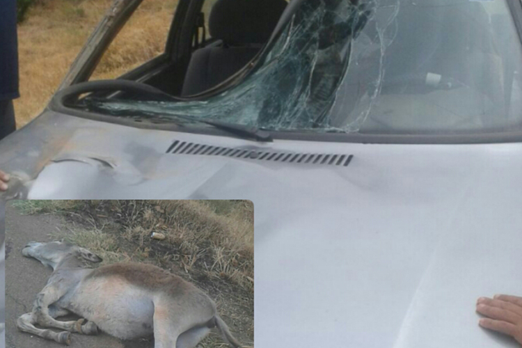 Animal provoca acidente e morre atropelado na BA-148 em Brumado
