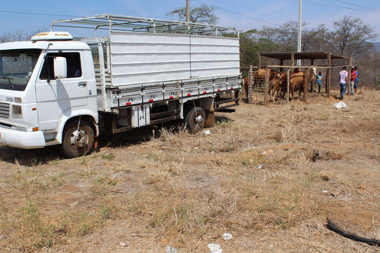 Parceria mantém curral para animais recolhidos nas vias de Brumado