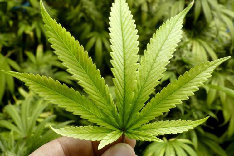 Canadá legaliza consumo de maconha para uso recreativo