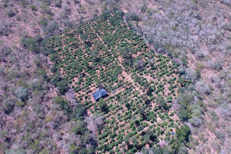 Drone encontra plantação com 40 mil pés de maconha no norte da Bahia