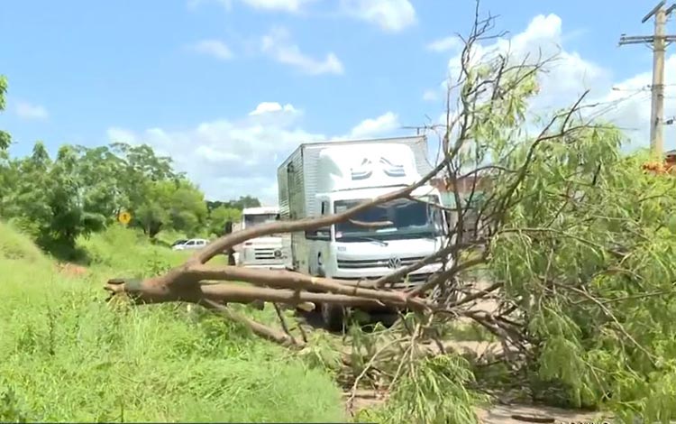 Ventania derruba árvores e causa transtornos em rodovia de Barreiras