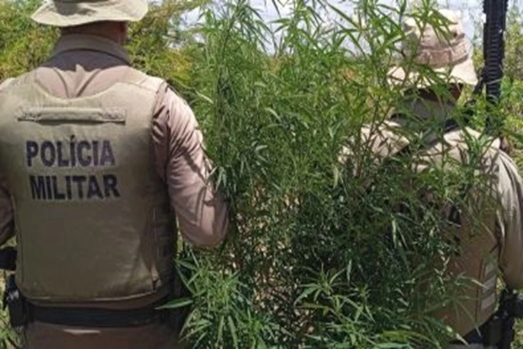 Cerca de 23 mil pés de maconha são erradicados em Curaçá