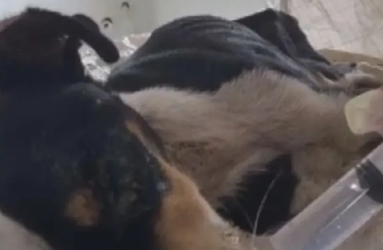 Pelo menos 30 cães morreram de cinomose em Palmeiras