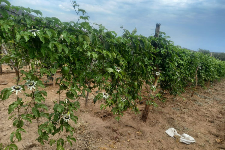 Com produção em alta, Brumado e região se tornam grandes fornecedores de maracujá